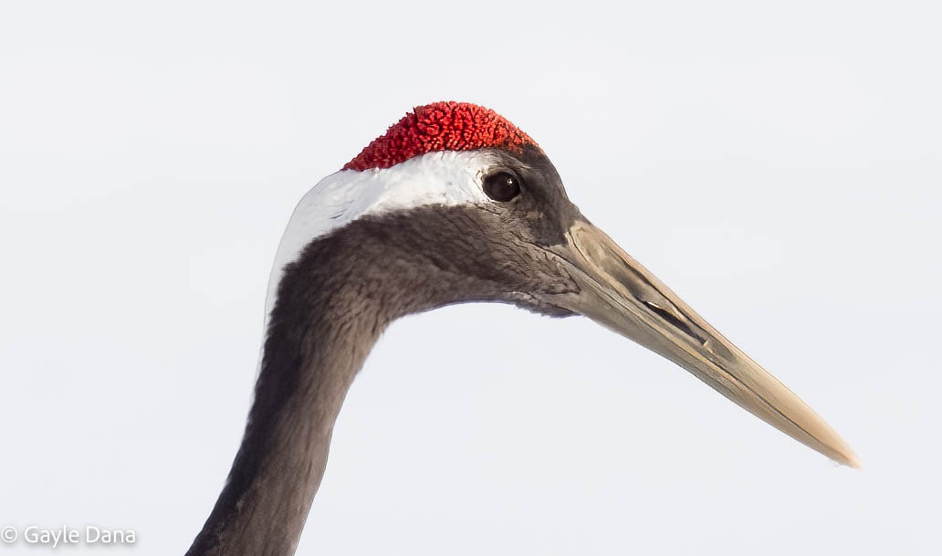 Crane   Crown closeup